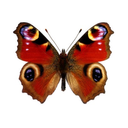 The Butterfly Massage Story